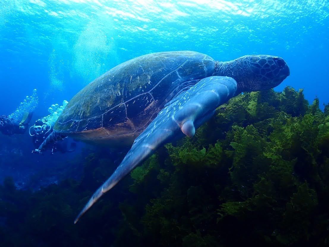 海藻の上を泳ぐウミガメ
